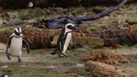 Pair of cute African penguins waddle over wet coastal rocks in South Africa Video stock 334549146