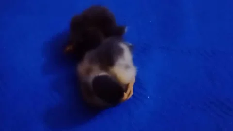 A pair of cute duck chicks playing with a guy on blue carpet. 库存影片 156385931