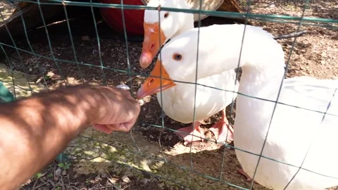 A pair of cute geese 스톡 동영상 253200705