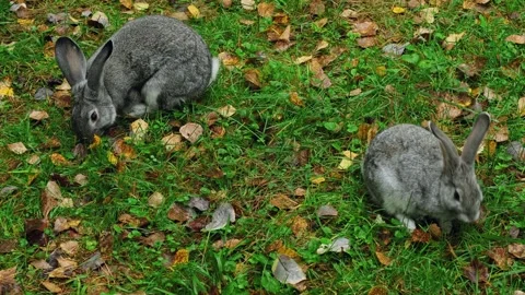 Pair of cute gray rabbits chewing a juicy green leafs on a lawn. Video stock 260998320