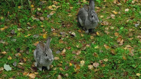 Pair of cute gray rabbits chewing a juicy green leafs on a lawn. Видео 263185868