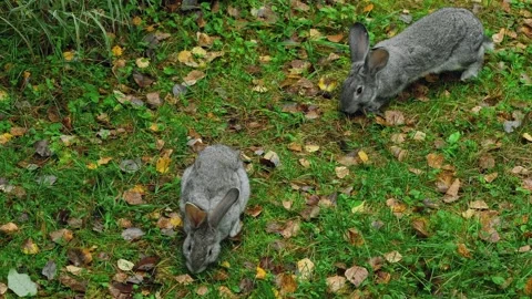 Pair of cute gray rabbits chewing a juicy green leafs on a lawn. Stock Footage 266489331