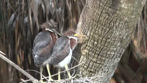 A pair of cute heron chicks. Exclusive Stock Footage 197046085
