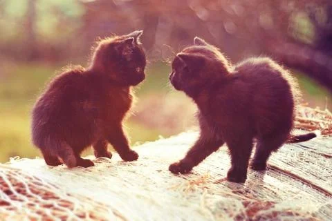 A pair of cute kittens playing on a bale of straw Stock Photos
