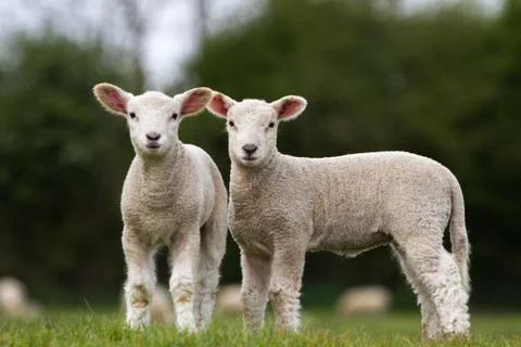 Pair of Cute Lambs looking at camera stood in field Stock Photos