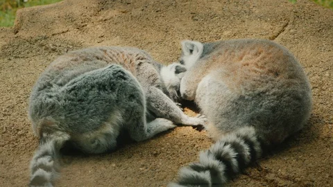 A pair of cute lemurs sweetly sleeping next to each other Stock Footage 114380201