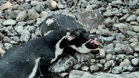 Pair of cute penguins sleep on rocks at the zoo. Stock Footage 296071744