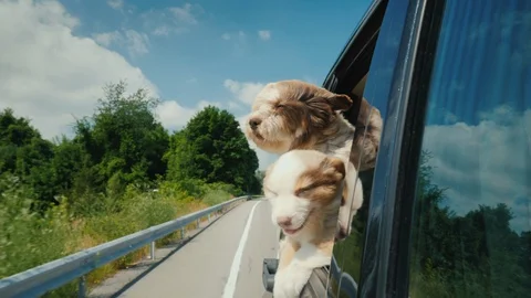 A pair of cute puppies peeks out of a car window. Pet Travel Stock Footage 123280825