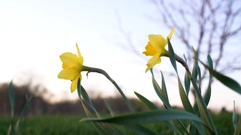 A pair of Daffodils Stock Footage 89550433