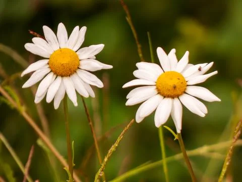 A pair of daisies in the grass Stock Photos