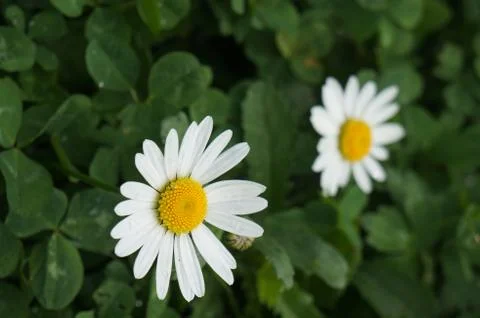 A pair of daisies Stock Photos