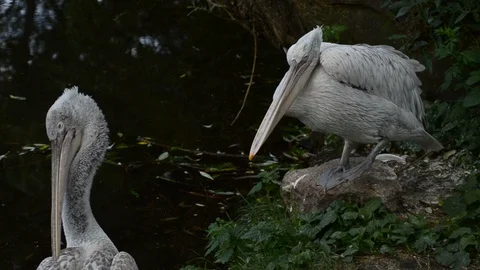 Pair of Dalmatian pelicans Stock Footage 90423797