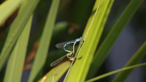 A pair of Damselflies mating on vegetation at edge of lake. Summer. UK Stock Footage 340135090