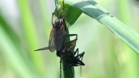 Pair of Dance Fly in copulations. Stock-Footage 138442999