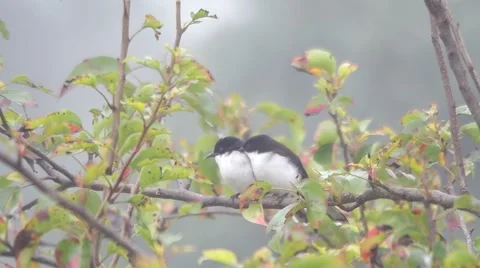 Pair of Dark-backed Sibia on tree branch Stock Footage 56703210