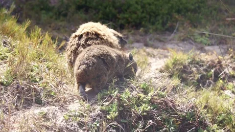 Pair of Dassie on the table mountain in Cape town run away Stock Footage 93324786