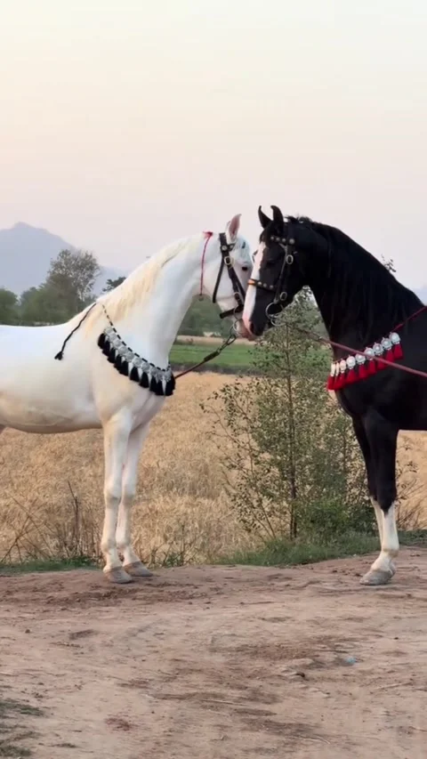 Pair of decorated horses facing each other in rural field environment. Vídeos de archivo 333422515