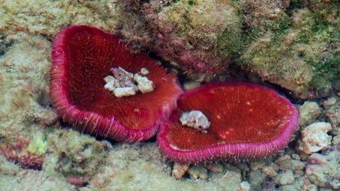 Pair of Deep Red Cup-Shaped Marine Organisms Resting Among Reef Rocks Stock-Footage 342209868