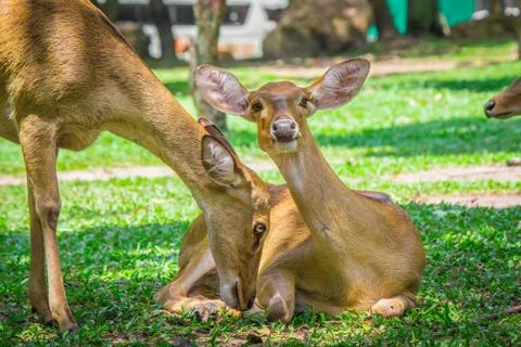 Pair of deer. Foto stock