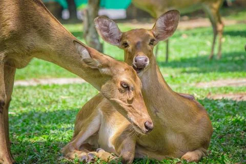 Pair of deer. Stock Photos