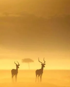 A pair of deer Stock Photos