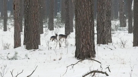 The pair of deer run and hide in the thickets of the forest. Stock Footage 106463436