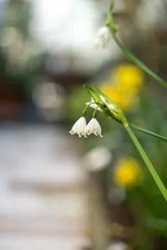 Pair of Delicate Snowflake Flowers in a Spring Garden Stock Photos