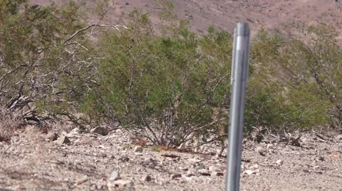 Pair of Desert coyotes Video stock 68646912