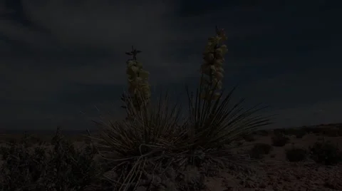 A pair of Desert flowers Stock Footage 55014624
