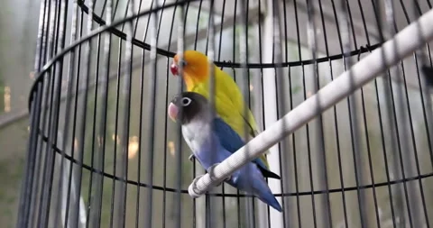 A pair of different types of lovebirds in a cage 스톡 동영상 297067602