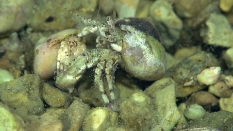 Pair of Diogenes pugilator are mating. Video stock 94385777