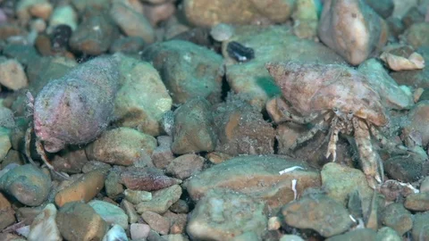 Pair of Diogenes pugilator are mating. Video stock 94385847