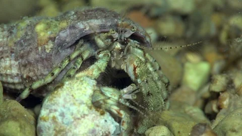 Pair of Diogenes pugilator are mating. Stock Footage 94435608