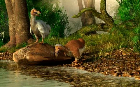 A pair of Dodo birds drinking at a river. Stock Illustration
