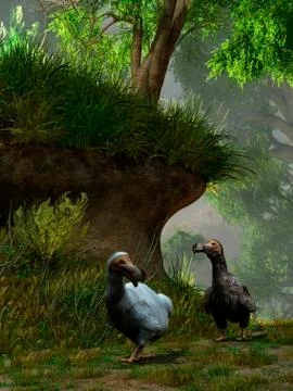 A pair of Dodo birds waddle along a forest path. Stock Illustration