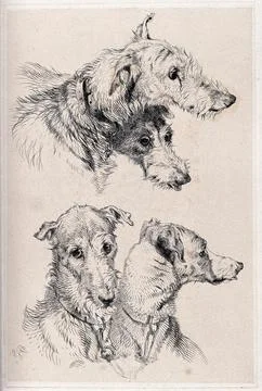 A pair of dogs: two studies of their heads. Etching after E.H. Landseer, 1825 Illustrazione stock