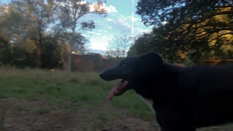 A pair of dogs walking in a landscape surrounded by trees and vegetation Stock Footage 162278893