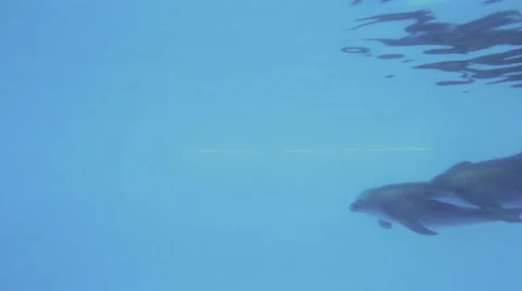 Pair Of Dolphins Stock Footage 52428048