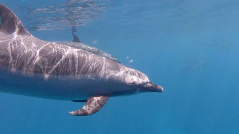 Pair of dolphins gets extremely close up 스톡 동영상 148355133
