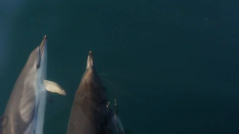 Pair of dolphins leaping 2 Stockbeeldmateriaal 108835029