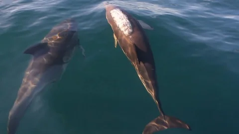 Pair of dolphins leaping 3 Stockbeeldmateriaal 108835077