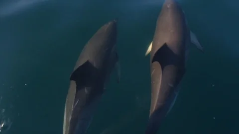 Pair of dolphins leaping Stockbeeldmateriaal 108835023