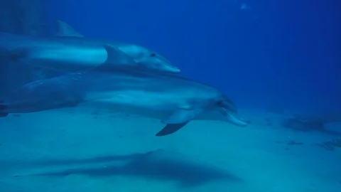 A pair of dolphins playing in sunrays underwater Video stock 128621846