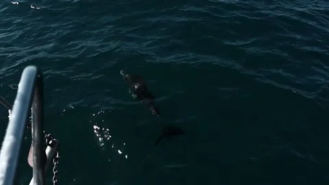 A pair of dolphins swimming Stock Footage 114238579