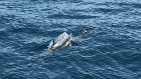Pair of dolphins swimming through smooth glassy water Vídeos de archivo 90148924