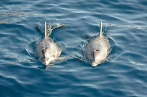 A pair of  dolphins swimming together in the ocean Stock Photos