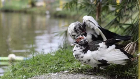 Pair of domestic ducks interacting on grassy pond bank, one fluffed and ano.. Stock Footage 320132134