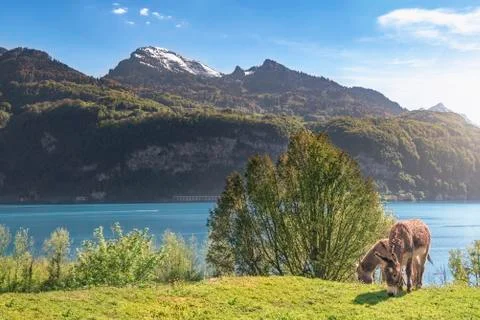 Pair of donkeys and spring alpine landscape Stock Photos