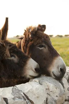 Pair of donkeys Stock Photos