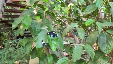 Pair of Doris longwing butterflies mating on a vibrant green leaf in a lush Video stock 337808817